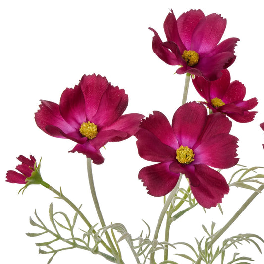 Cosmos in Milk Bottle - Burgundy