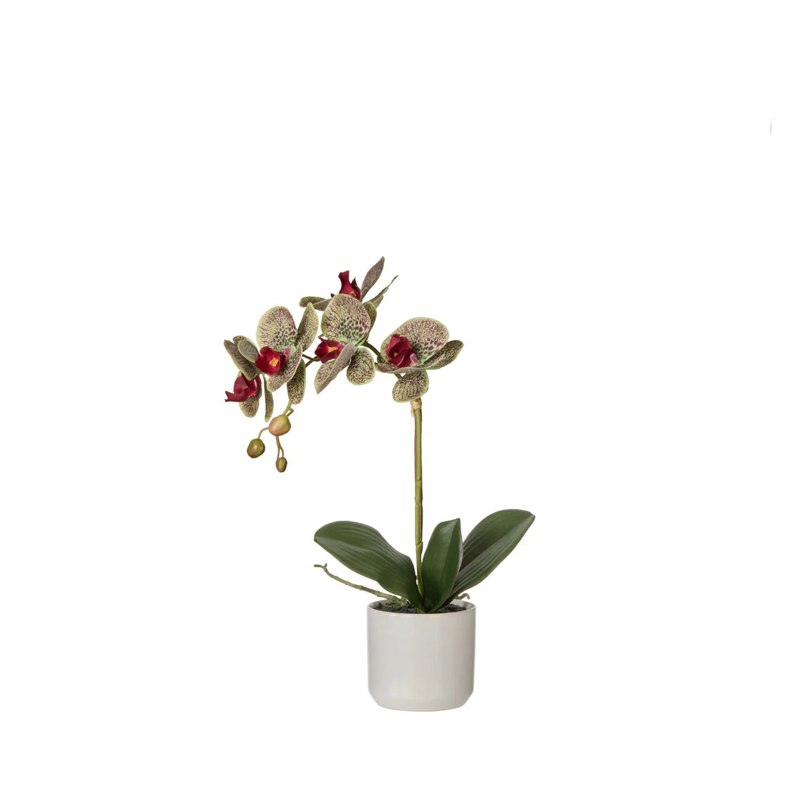 Rogue Phalaenopsis Orchid Pot - Multicolour