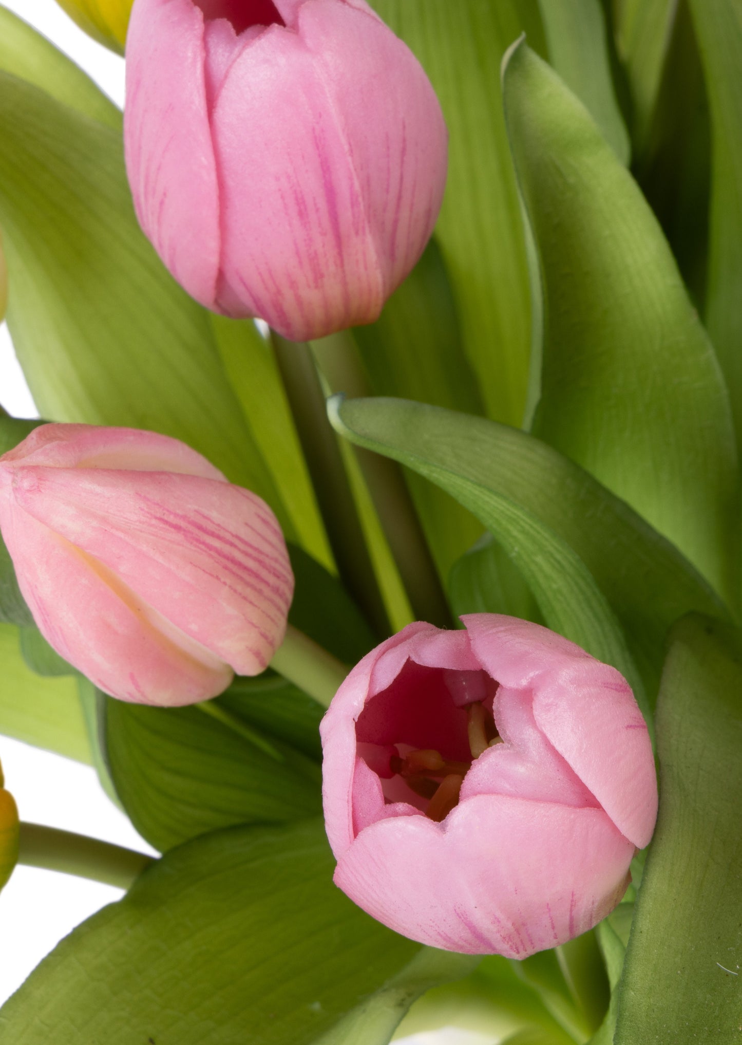 Close-up of pink, yellow, and white tulips with green leaves on a white background