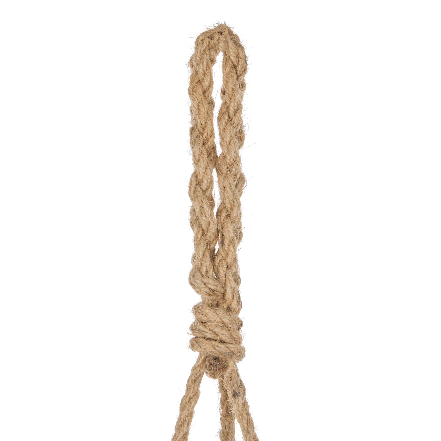 Staghorn - Laos Hanging Green