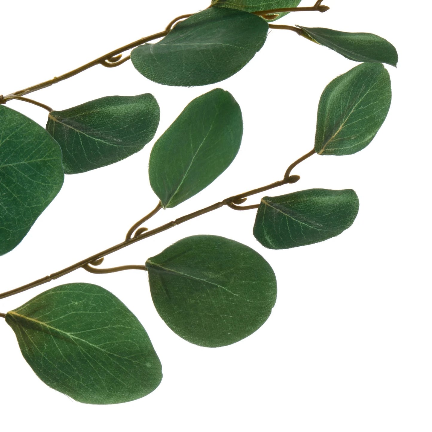 Rogue Round Eucalyptus Spray