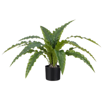 Bird Nest Fern