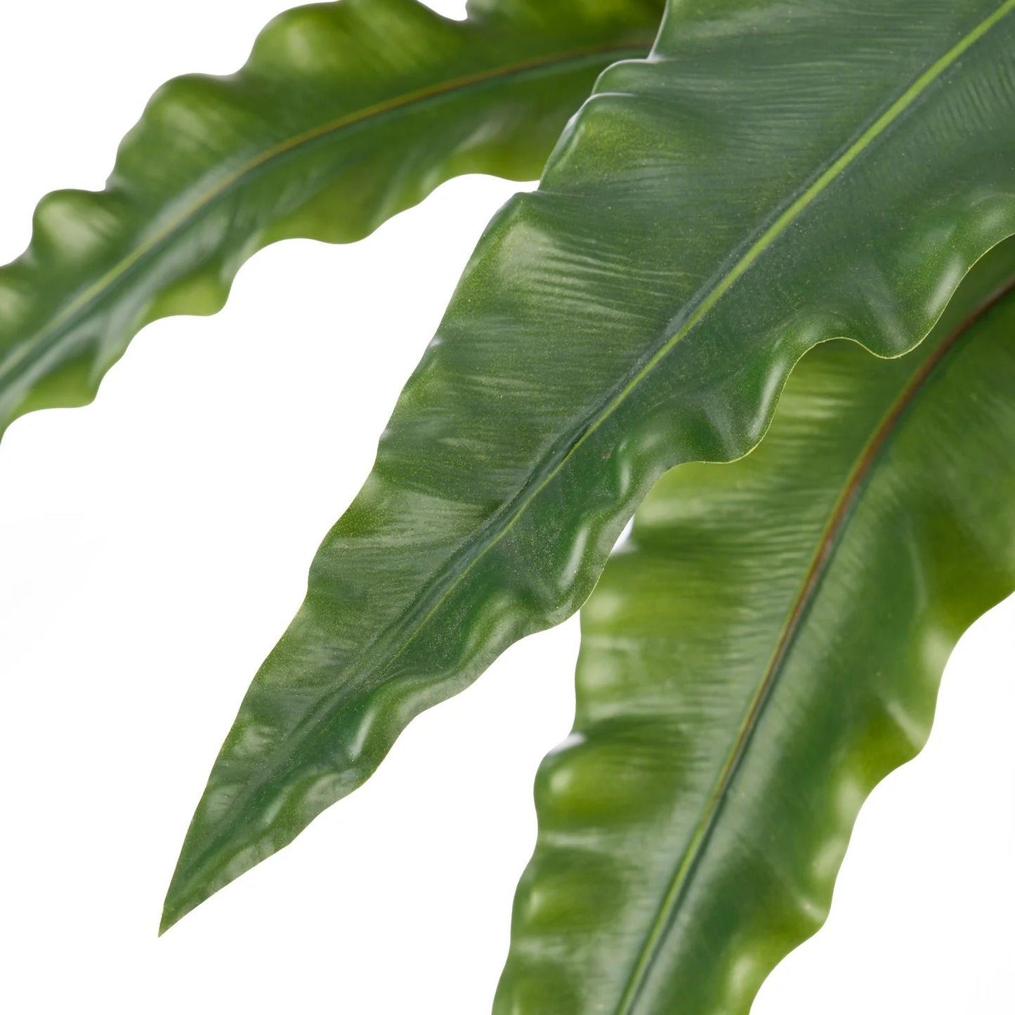 Bird Nest Fern