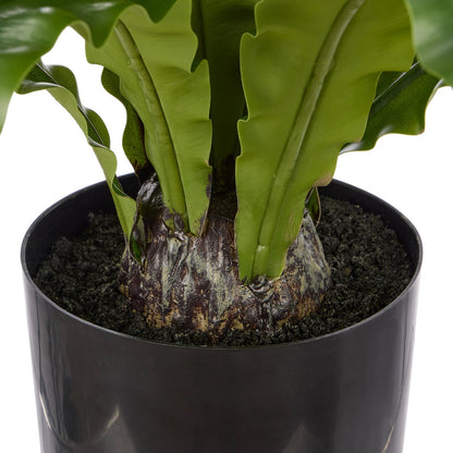 Bird Nest Fern