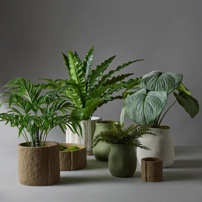 Bird Nest Fern