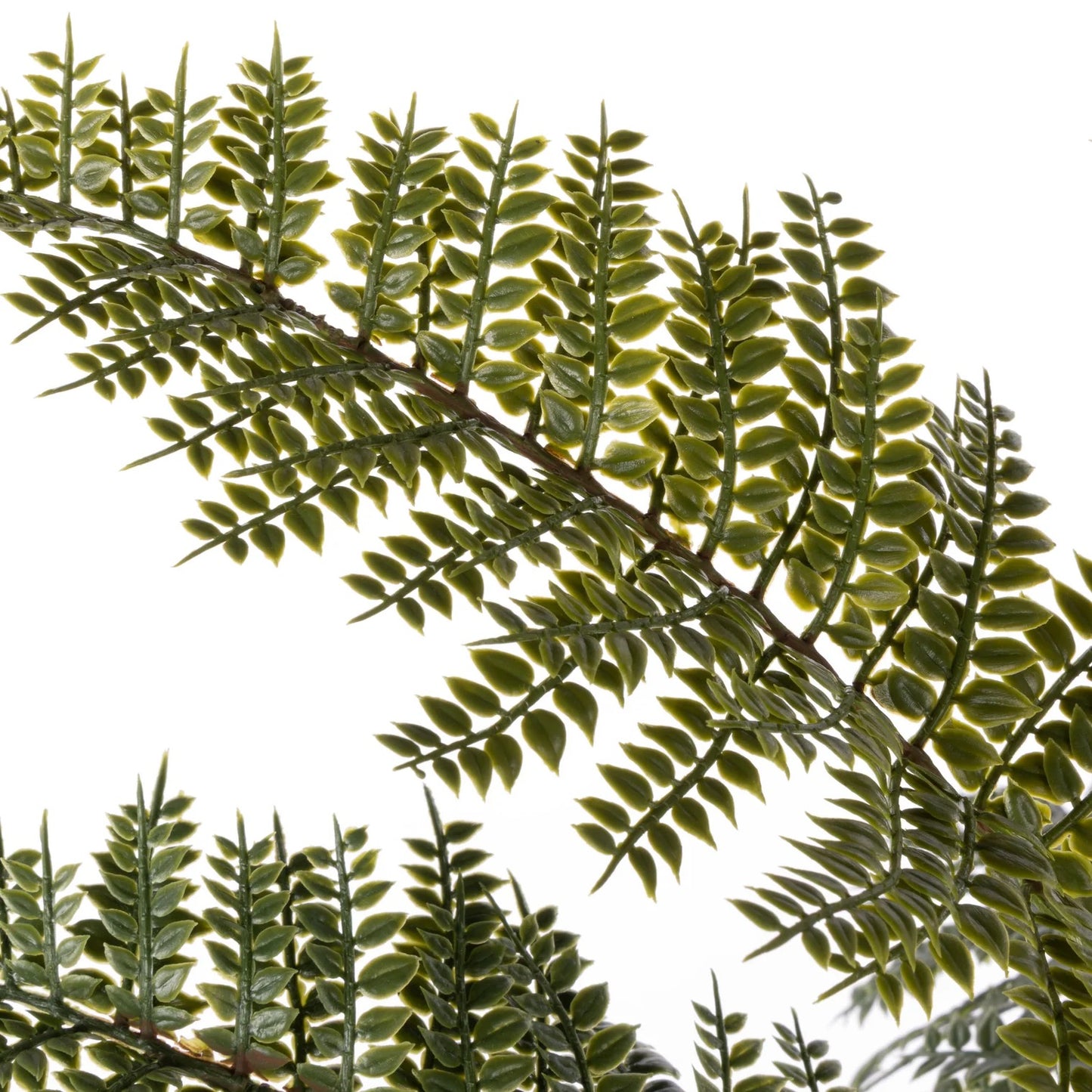 Mountain Wood Fern Pot - Small