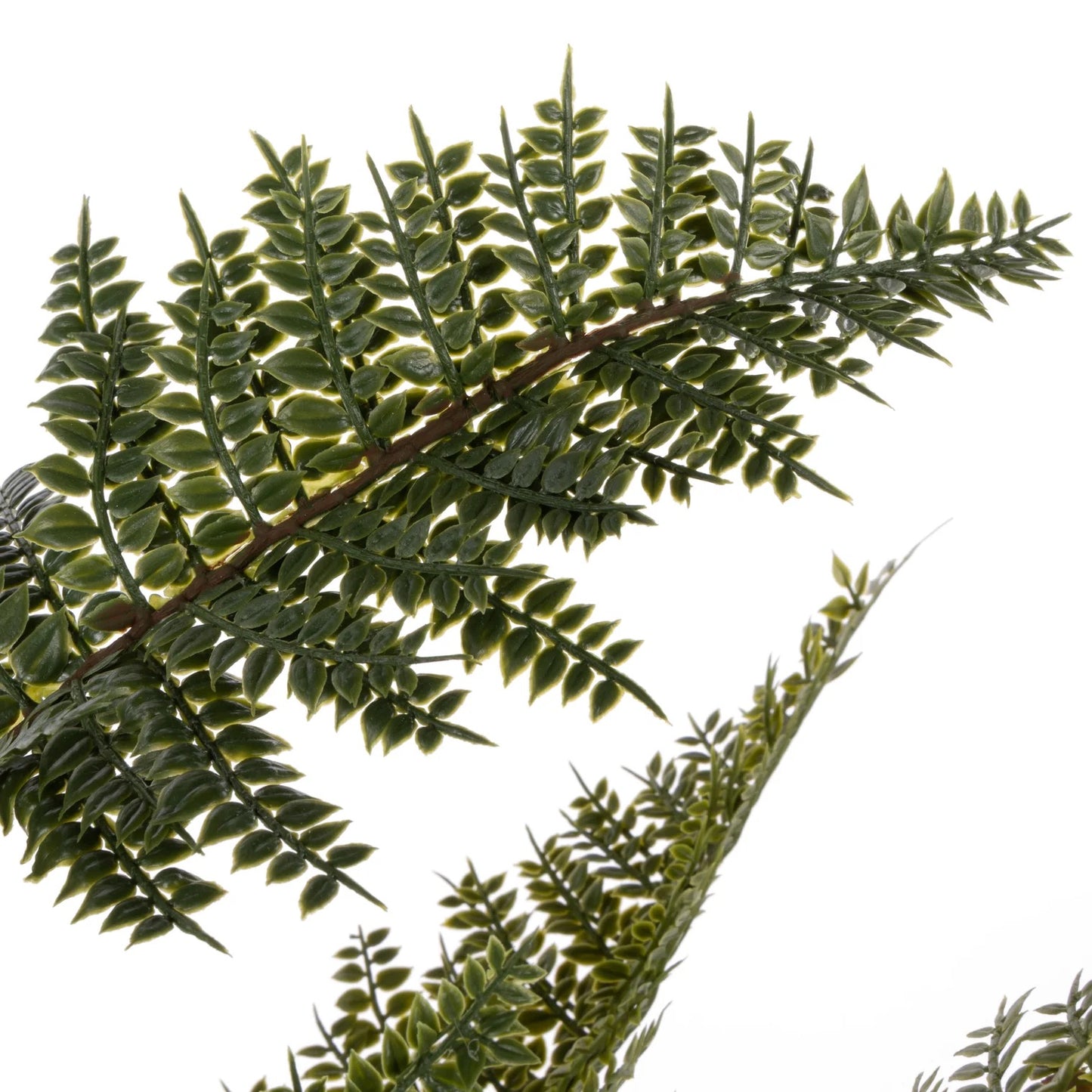 Mountain Wood Fern Pot - Large