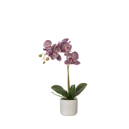 Rogue Phalaenopsis Orchid Pot - Purple