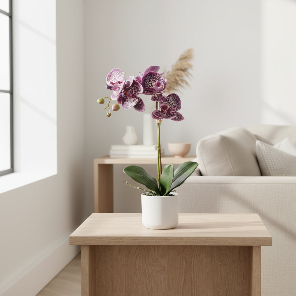 Potted orchid plant with pink flowers on a white background