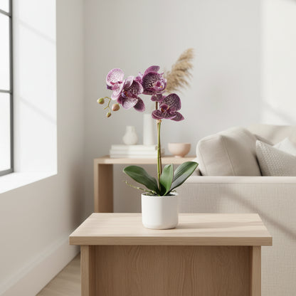 Potted orchid plant with pink flowers on a white background