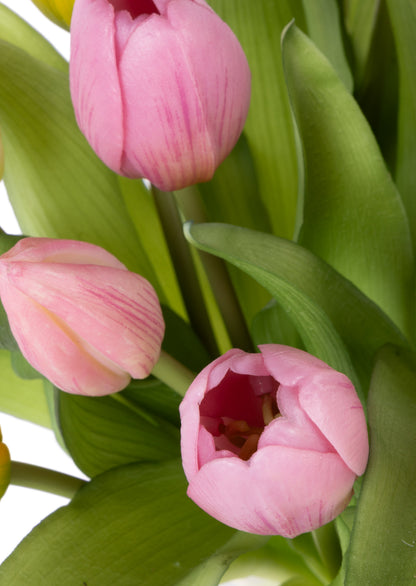 Close-up of pink, yellow, and white tulips with green leaves on a white background