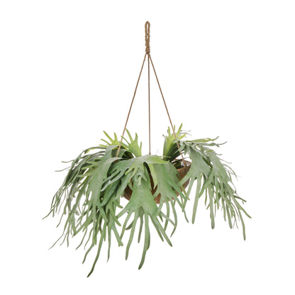 Staghorn - Laos Hanging Green