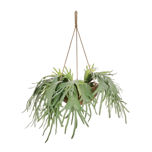 Staghorn - Laos Hanging Green