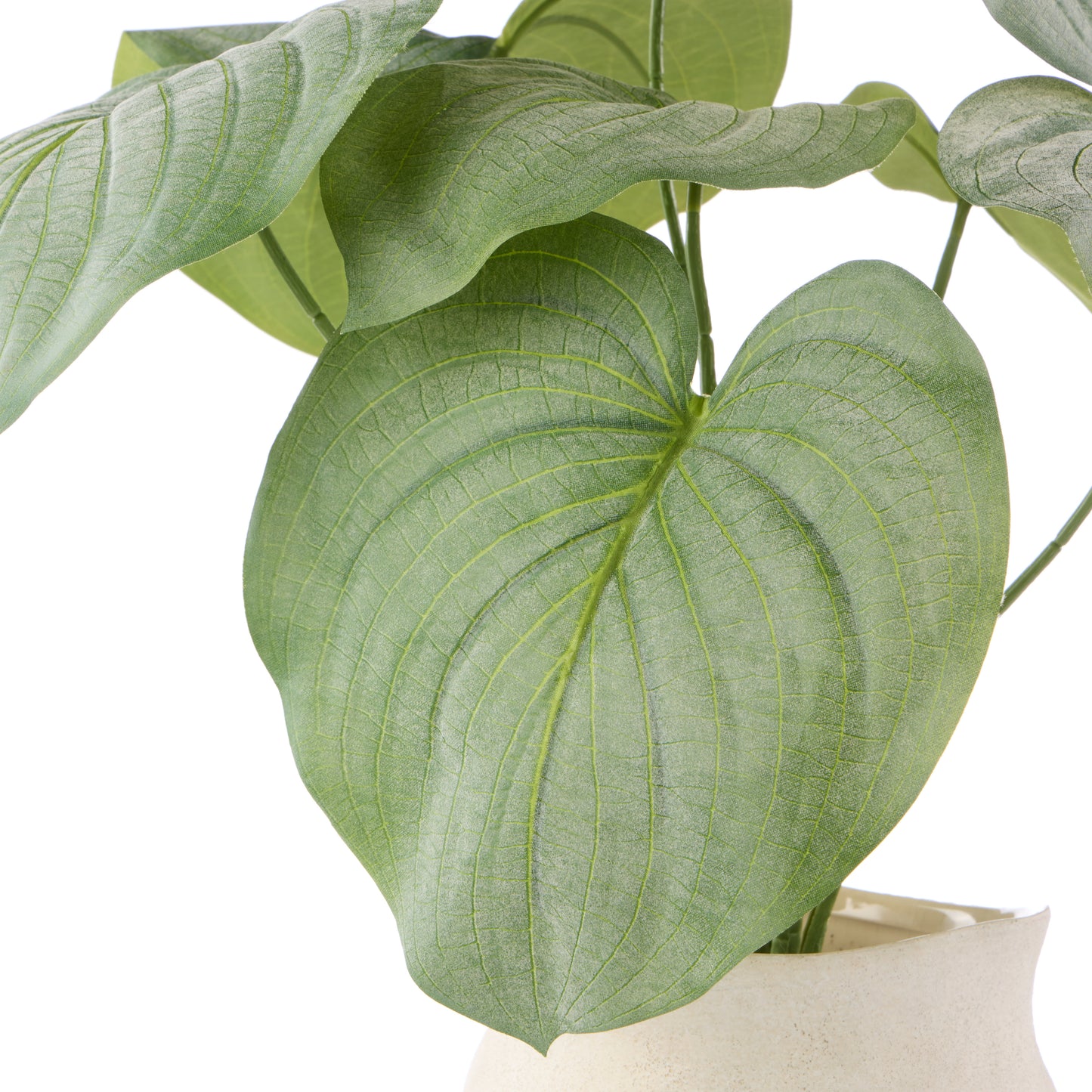 Rogue Hosta plant - Maliah Pot