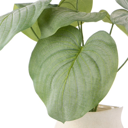 Rogue Hosta plant - Maliah Pot