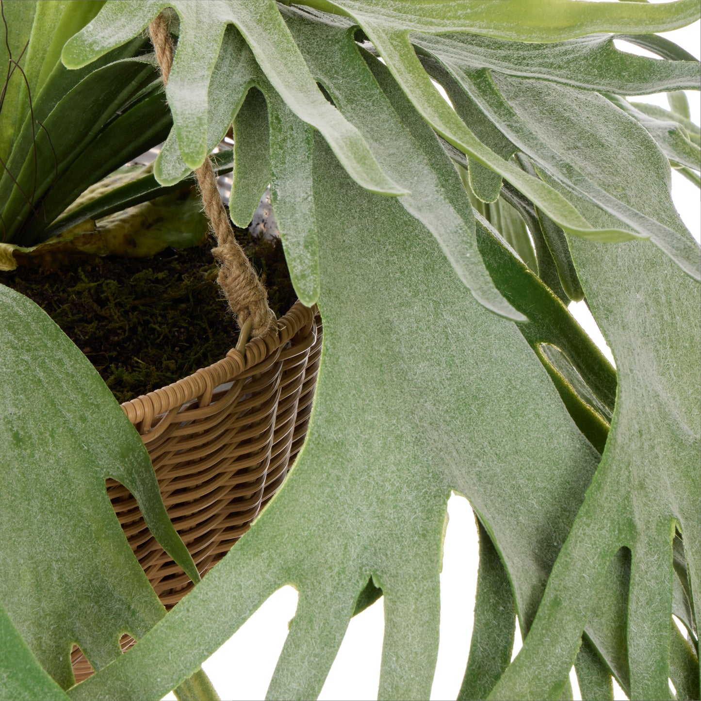 Staghorn - Laos Hanging Green