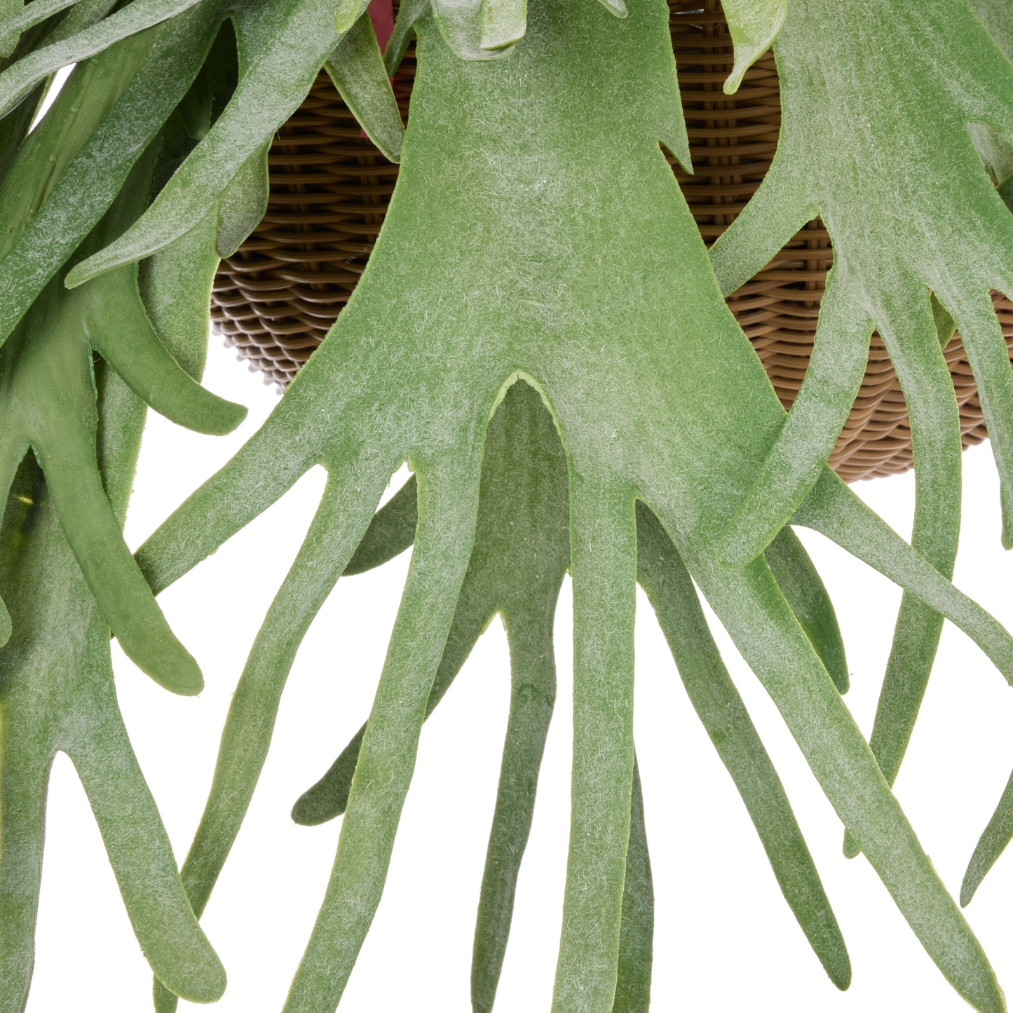 Staghorn - Laos Hanging Green