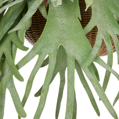 Staghorn - Laos Hanging Green